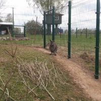 koerte-ja-loomade-aedikud-001