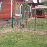 koerte-ja-loomade-aedikud-002