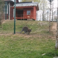 koerte-ja-loomade-aedikud-003